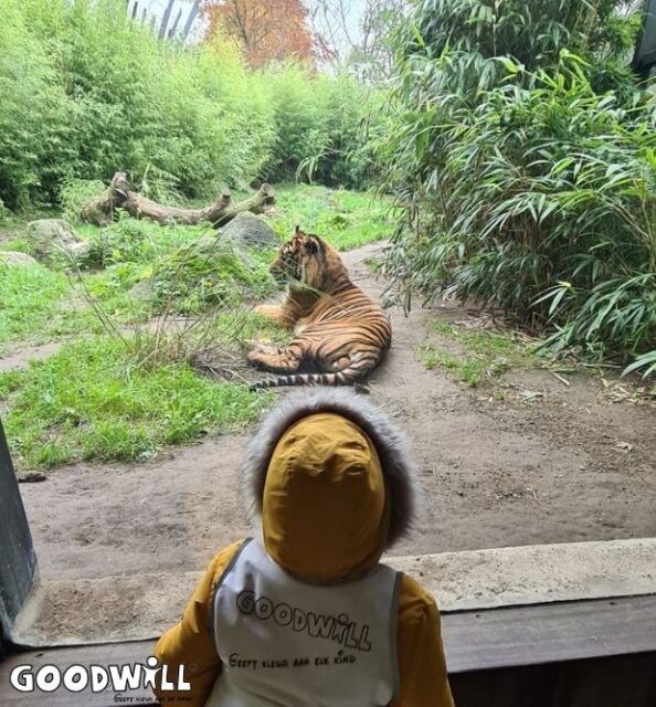 Tijgers kijken in de dierentuin_Goodwill