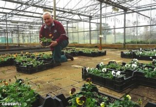 Tonnie Bulter in zijn kwekerij Imenhof-Goodwill.nl