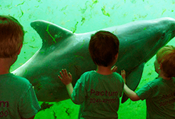 Kinderen Pactum naar het Dolfinarium